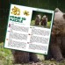 лентикулярен 3д стерео пъзел 63 ел. Кафяви Мечета пъзел 31х32 размер кутия 15x15x5 cm